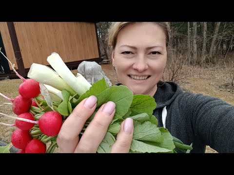 Видео: РАННИЕ ОГУРЦЫ ПОСЕЯЛА ПРОВЕРЕННЫМ СПОСОБОМ | СОБИРАЮ УРОЖАЙ
