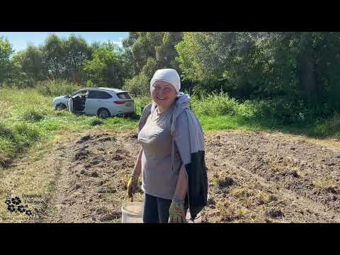 Видео: 22.Наш урожай! Выкопали картошку, варим уху. 