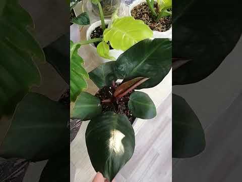Видео: Обзор моих филодендронов ❤️Всем доброго дня и хорошего настроения 🌷🌷🌷😉