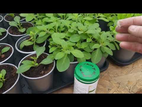 Видео: Топ ошибок в работе с химией по цветам, Или Я могу выращивать прекрасные Цветы, фрукты, овощи.