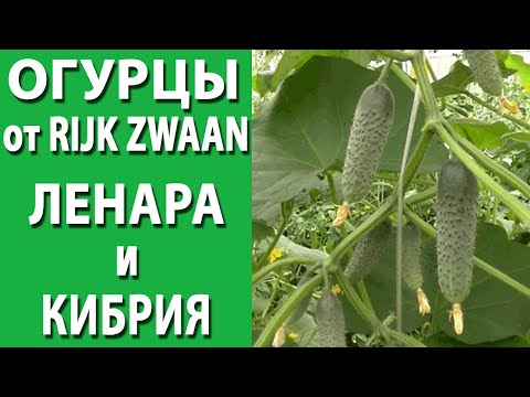 Видео: Огурцы Ленара и Кибрия от Rijk Zwaan. Сравнение зеленцов.