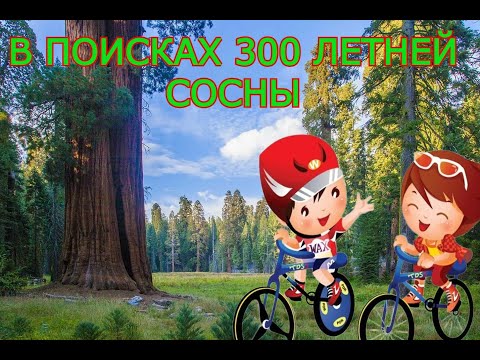Видео: В ПОИСКАХ 300 ЛЕТНЕЙ СОСНЫ // НОВОСИБИРСК // ЗАЕЛЬЦОВСКИЙ БОР