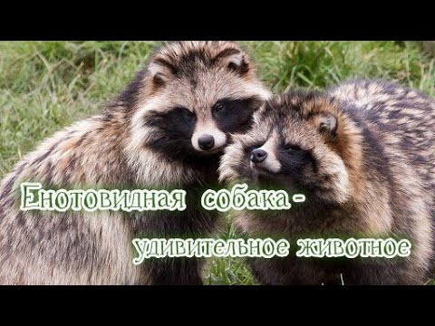 Видео: Енотовидная собака - удивительное животное. #животныеПрикамья #пробуждениеживотных  #енотка