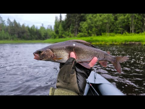 Видео: Часть2. Сплав по р.Полта 18.06-22.06.25г.