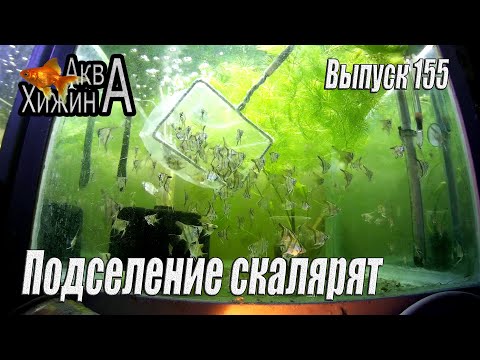 Видео: Продолжаем подмены и подселяем мальков скалярии (Аква Хижина, выпуск 155)