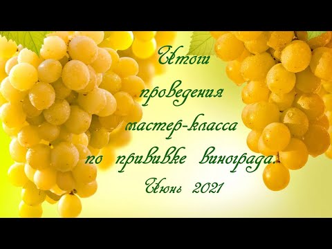 Видео: Итоги проведения мастер-класса по прививке винограда. Июнь 2021