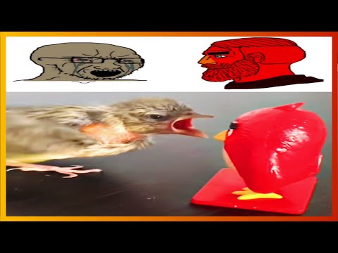 Видео: тикток энгри берд | подборка мемов