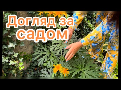 Видео: КЛУМБИ З МІНІМАЛЬНИМ ДОГЛЯДОМ. 🌿🧡 МІЙ САД