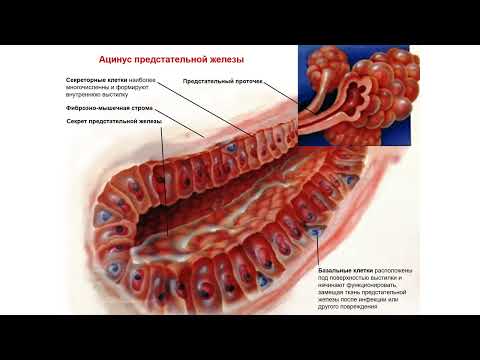 Видео: Ультразвуковая диагностика (УЗИ). Доктор Иогансен. Выпуск 121. Рак предстательной железы. Часть 1.