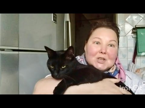 Видео: История кот Мури Аравийского Мау