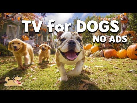 Видео: DOG TV: Лучшая расслабляющая музыка снятие стресса & помощь для сна щенкам ночью-Звуки глубокого сна