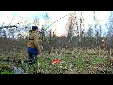 Видео: ВЕСЕННИЙ КАРАСЬ НА ЧЕСНОК!!! НАШЁЛ ИХ В БОБРИНОМ БОЛОТЕ!!!