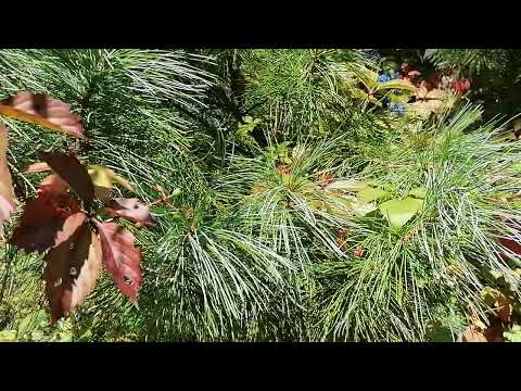 Видео: Сосна кедровая корейская (Pinus koraiensis)