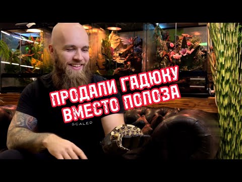 Видео: Топ 5 змей для начинающих