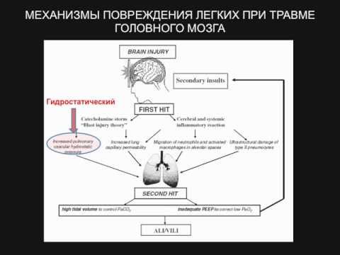 Видео: Взаимодействие мозг-легкие  А.А.Полупан