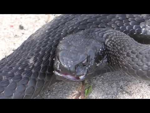 Видео: Встреча с черной гадюкой (гадюка Никольского) в лесу видео HD качества