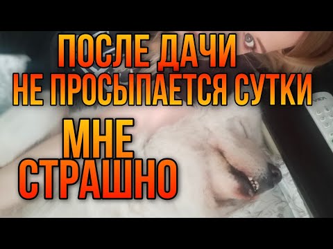 Видео: Самоедская королева и высокомерное отношение к хозяину дачи
