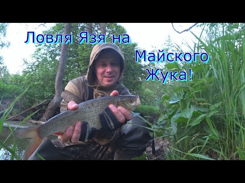 Видео: Ловля Трофейного Язя на Майского Жука! На Микро - речке!