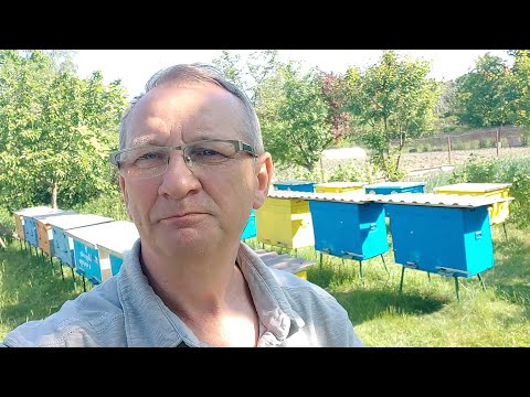 Видео: Нуклеусные ульи
