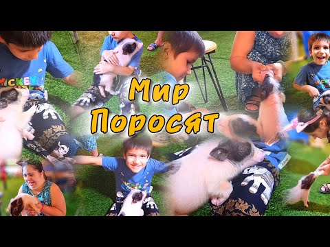 Видео: Поросята решили, что ОН их МАМА! 😅 Ми-ми-милота на Ночном Рынке