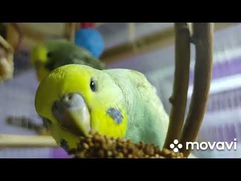 Видео: Вольер с волнистыми попугайчиками 🦜🐦🐤🐣🐥🌱🌱🌱🌾🌾🌾   #Чехи   #Птенцы  #ВВП #люблюпопугайчиков