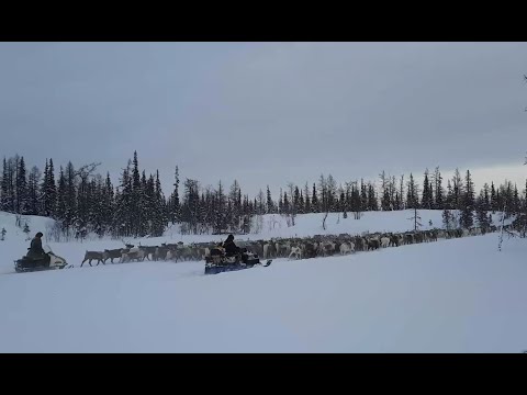 Видео: Ханты оленеводы. Зимние пастбища в верховьях реки Соях. Тут сул’там 01.04.2021
