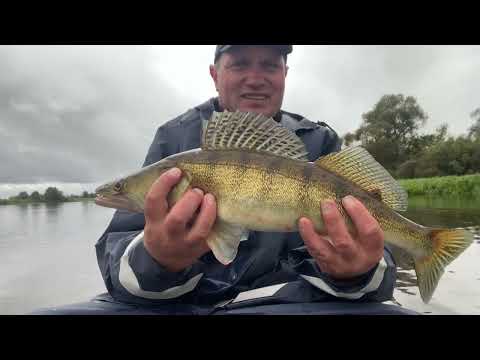 Видео: Осенняя рыбалка на березине