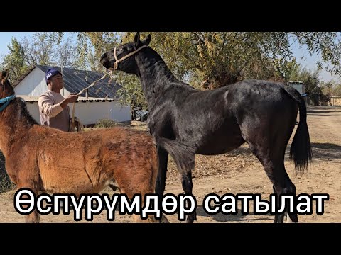 Видео: 8 ноября 2025 өспүрүмдөр сатылат