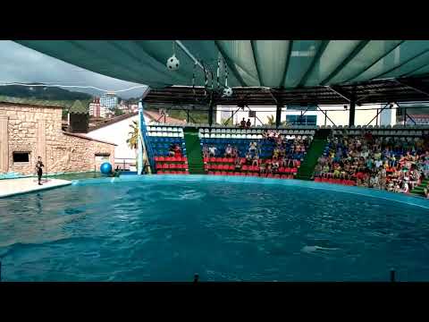Видео: Дельфинарий Адлерский на Чёрном море курорт отдых