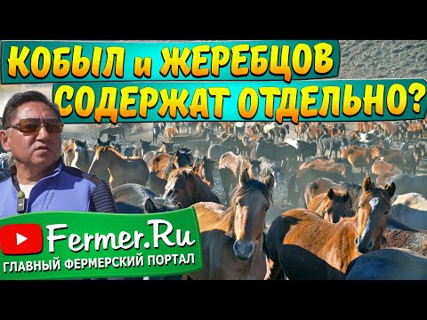 Видео: Бауржан Оспанов о традициях коневодства Казахстана. Как содержат табуны? Без подкормки круглый год?