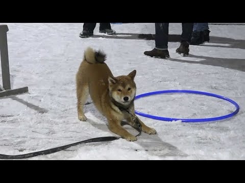 Видео: ДТ-116.  Веселый активный щенок сиба-ину.  Индивидуальный урок