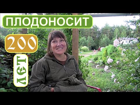 Видео: Садовая Голубика без химии. 1. - беседа Фролова Ю.А. с хозяйкой питомника из Брестской области.