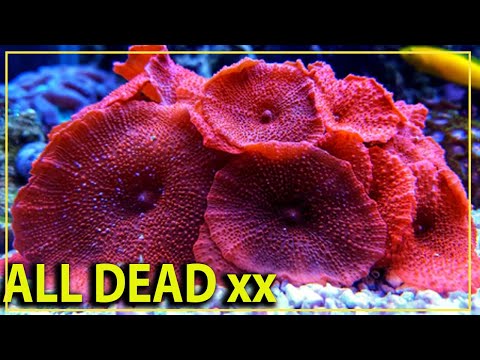 Видео: Почему все наши кораллы-грибы погибли???