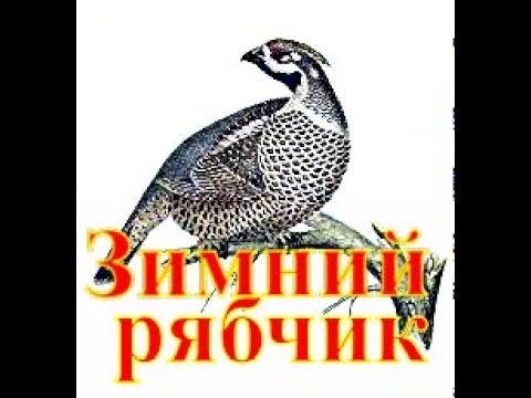 Видео: Зимний рябчик