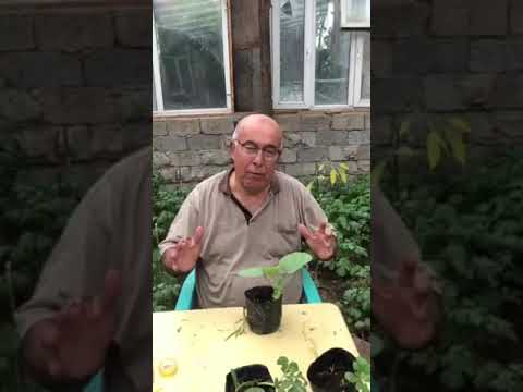 Видео: пайванди тарбуз дар каду