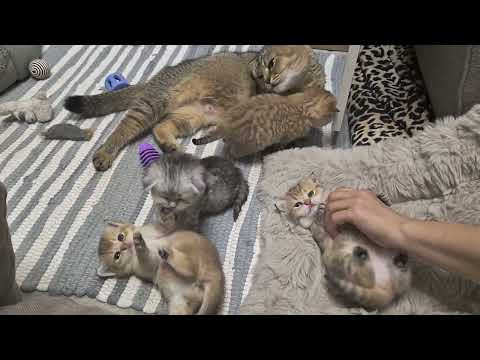 Видео: Котята и домик 😊