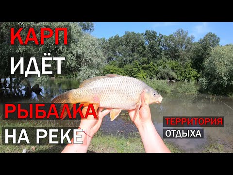 Видео: Карп Идёт,  Рыбалка на карася, Рыбалка на карпа, Рыбалка на реке Турунчук