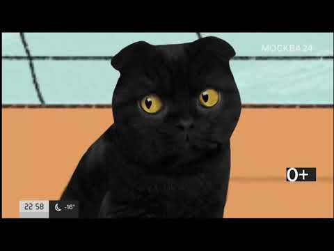Видео: Все видео "Мрр вашему дому" с 1 по 24 марта (Москва 24)
