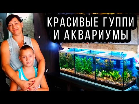 Видео: АКВАРИУМЫ С КРЕВЕТКАМИ, ГУППИ И ЗАПУСК РАЧНИКА ОТ ИННЫ!