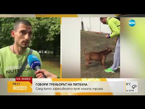 Видео: Само пред NOVA: Говори треньорът на питбула, нахал трима души