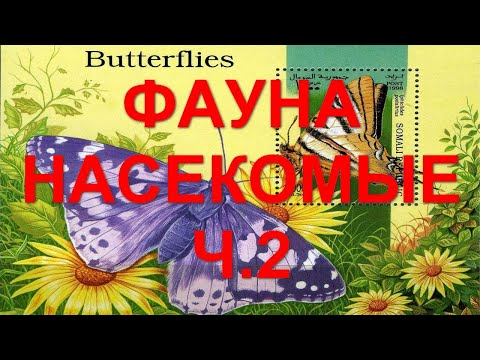 Видео: Фауна. Насекомые ч. 2