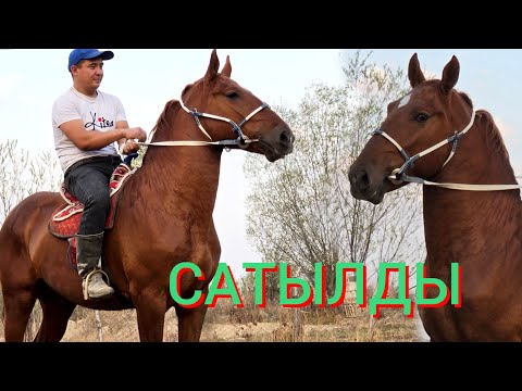 Видео: ЧЫКТЫ САТЫЛДЫ 