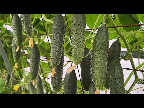 Видео: ЭТИ ОГУРЦЫ МОЖНО НАЧИНАТЬ СЕЯТЬ В ОКТЯБРЕ И НОЯБРЕ ДЛЯ  ЗИМНЕГО УРОЖАЯ!
