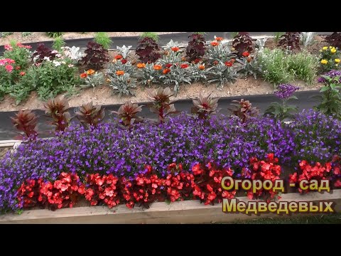 Видео: Начало цветения однолетников - цветочные клумбы в конце июня