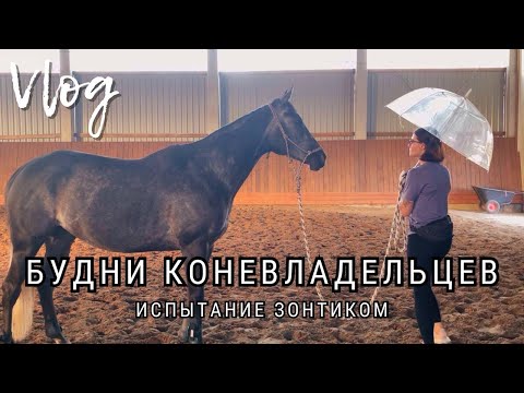 Видео: Будни коневладельцев | Испытание зонтиком