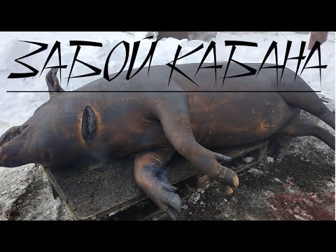 Видео: ЗАБОЙ КАБАНА 300+КГ