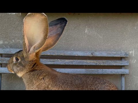 Видео: Кроленята фландер підросли.Самки термонська біла окролились🐰