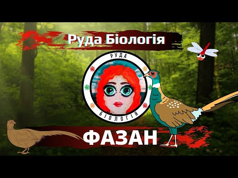 Видео: Фазан (Руда Біологія)