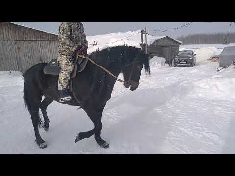 Видео: Купил Лошадь первая лошадь на деревне