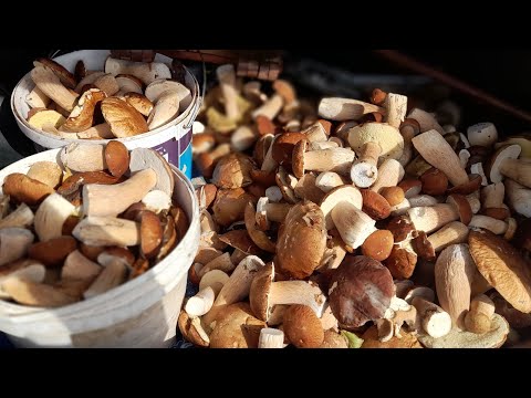 Видео: 24 вересня 2025р. Мій грибний ШОК!!!😍❤️🤗